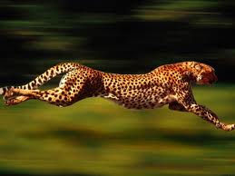 gepard1